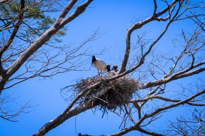 Birds perched on a large nest in a leafless tree against a clear blue sky.