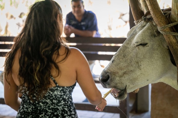 Woman feeding a cow with a stick while a person watches from a bench.