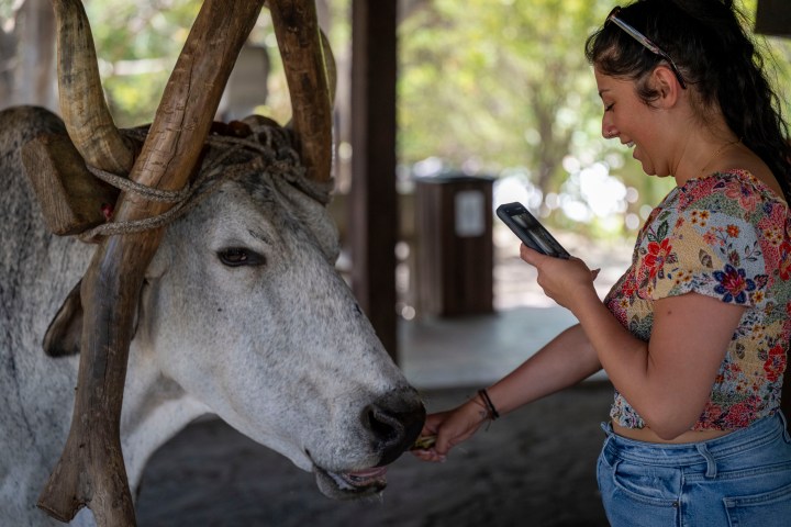 Woman smiling while feeding a large horned cow and holding a phone.