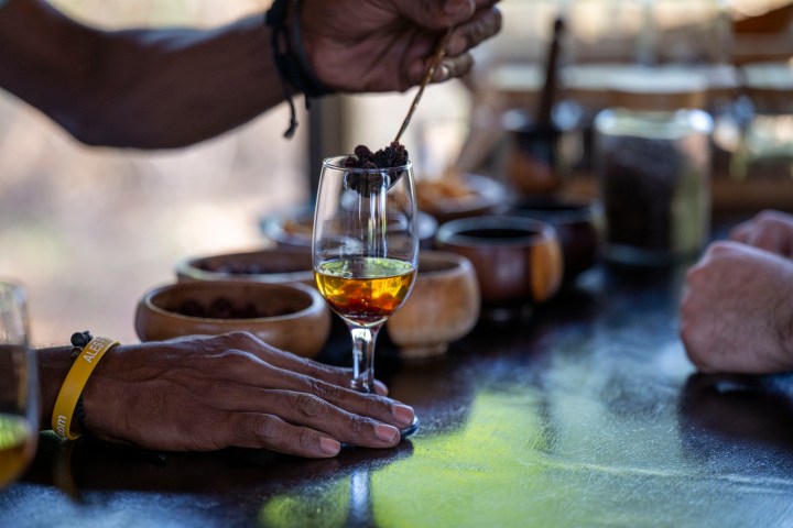 Person holding a coffee cherry branch above a glass of liquid.
