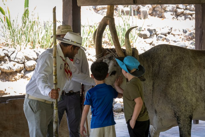 Two boys pet a large animal with horns while two men supervise.