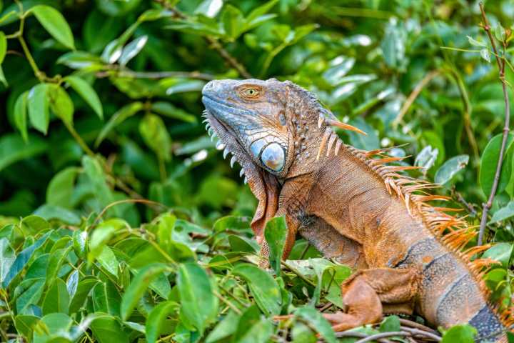 Colorful iguana resting on lush green leaves in a natural setting.