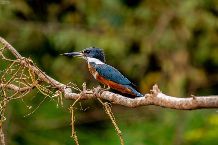 a small blue bird perched on a tree branch
