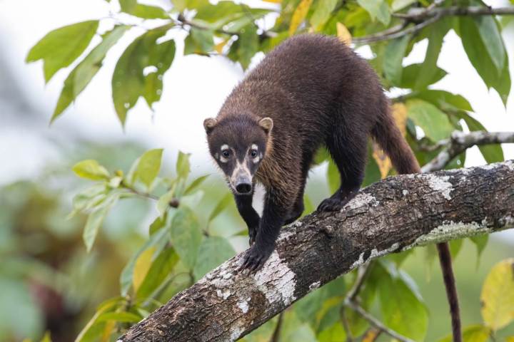 a panda bear sitting on a branch