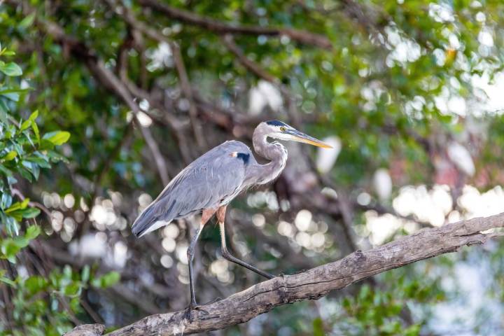 a small bird perched on a tree branch