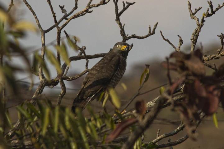 a bird sitting on a branch