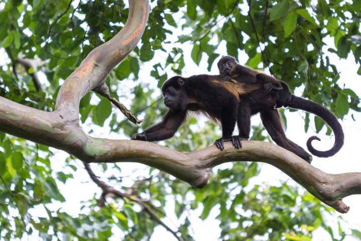 a brown bear sitting on a tree branch