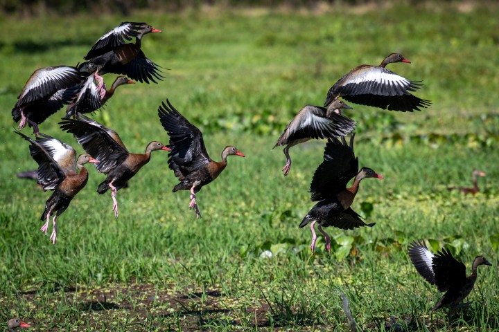 Flock of ducks with outstretched wings landing on grassy wetland.