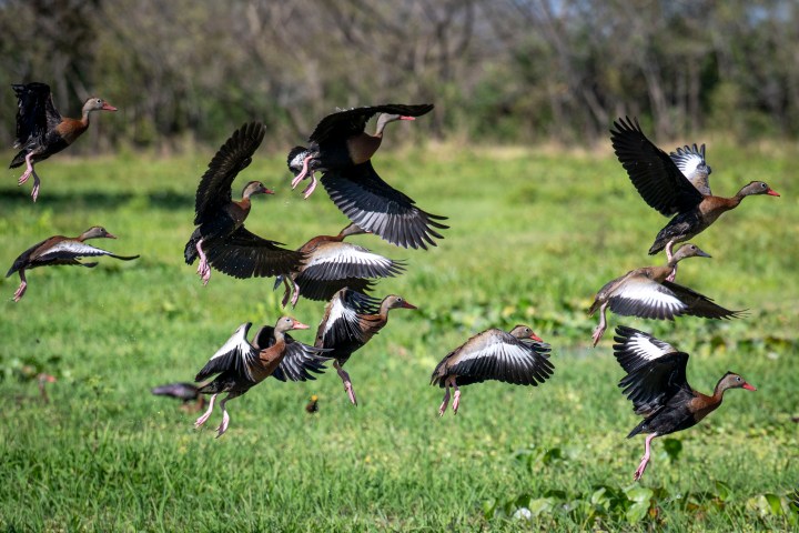 Flock of ducks in flight above green grassy field.