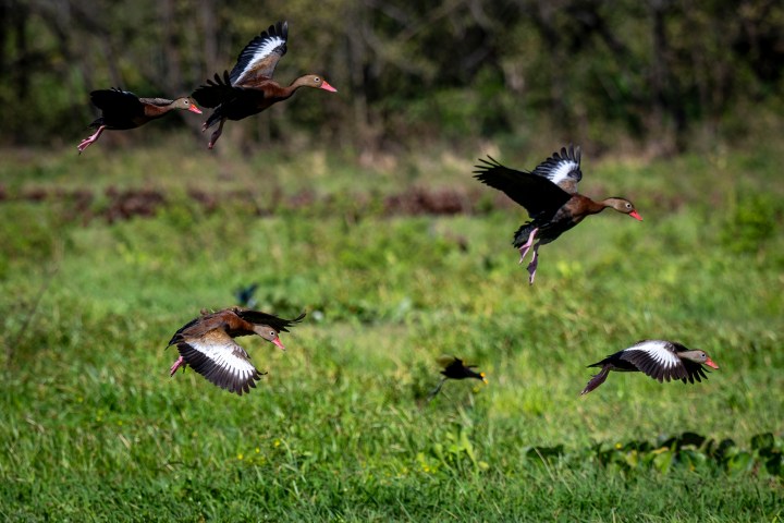 Flock of ducks flying over a grassy field.