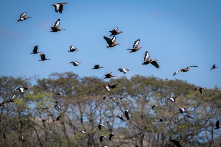 Flock of birds flying with trees and blue sky backdrop.