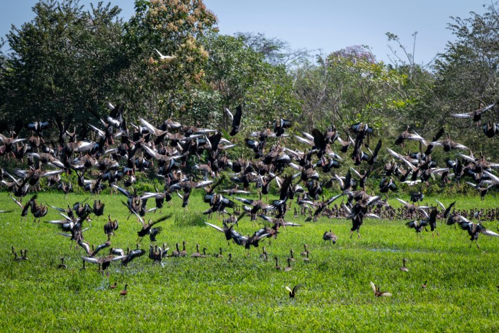 Large flock of birds flying over a grassy field with trees in the background.