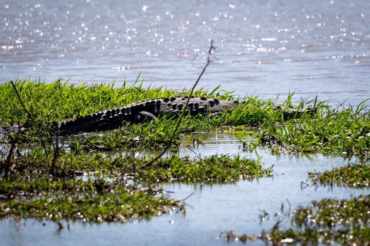 Crocodile rests on grassy riverbank with water in background.