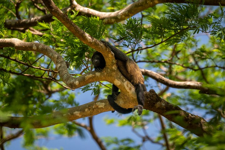 Monkey resting on a tree branch, surrounded by green leaves.