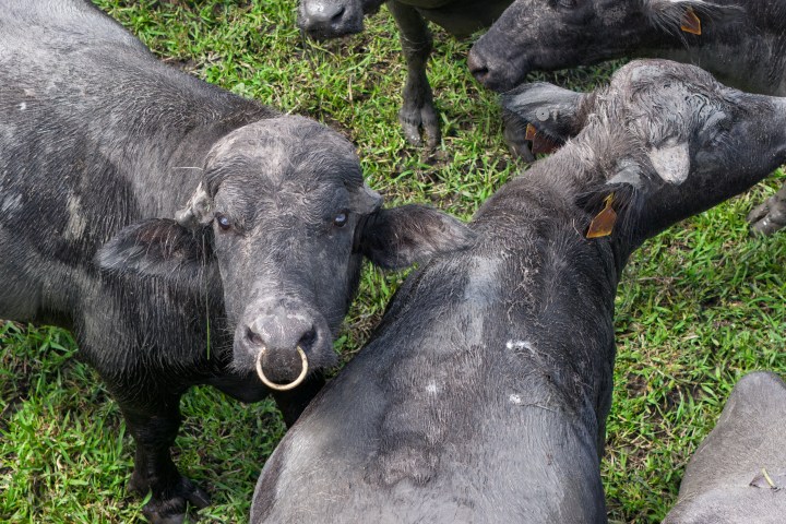 Buffaloes with metal tags standing on green grass, one with a nose ring.