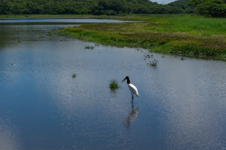 A stork standing in shallow water with grassy banks.