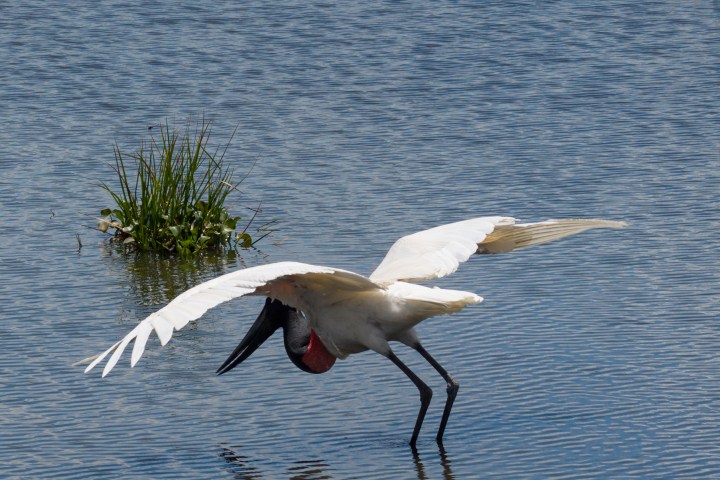 Large bird with open wings wades in shallow water, grassy patches visible.
