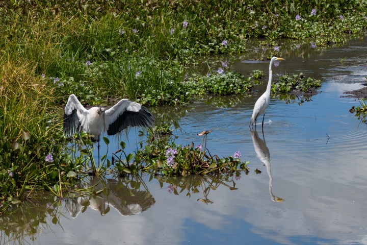Two white birds on water with reflections; one with wings open, surrounded by greenery and purple flowers.