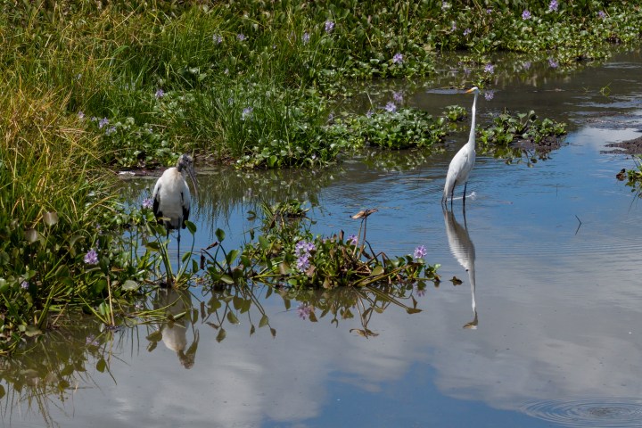Two birds in a marshy area with water and purple flowers.
