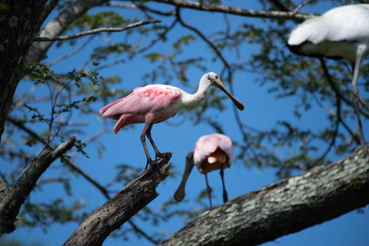 Two roseate spoonbills perched on tree branches against blue sky.