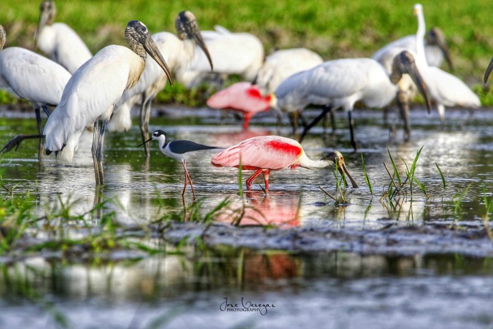 Birds, including spoonbills and storks, wade in shallow water surrounded by grass.