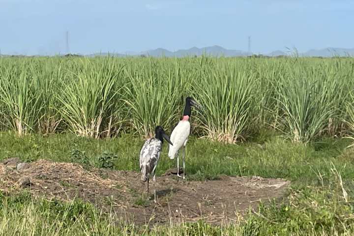 Two storks standing in a grassy field with tall plants in the background.