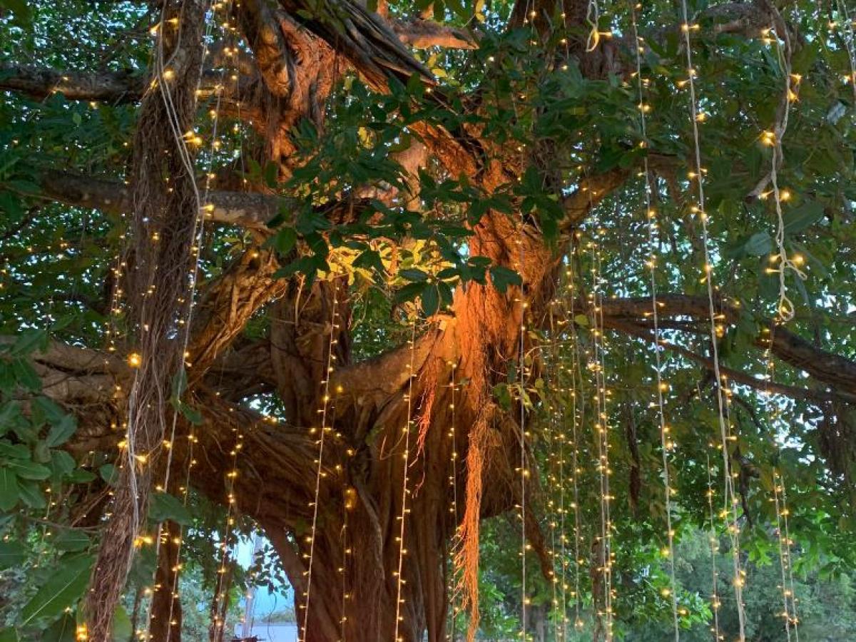 Tree with hanging fairy lights, cars parked nearby in a yard.